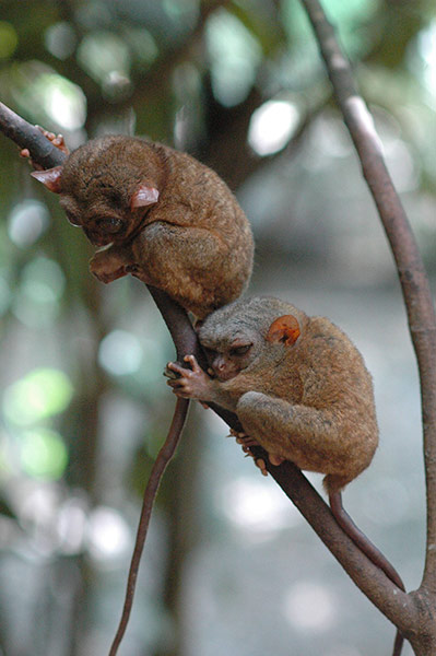 Primates of the World: Bohol tarsier