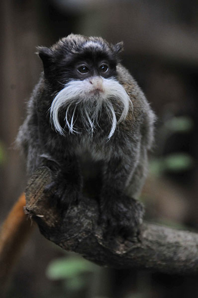 Primates of the World: Emperor tamarin
