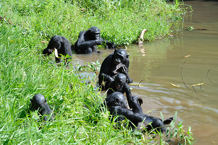 Primates of the World: Bonobos