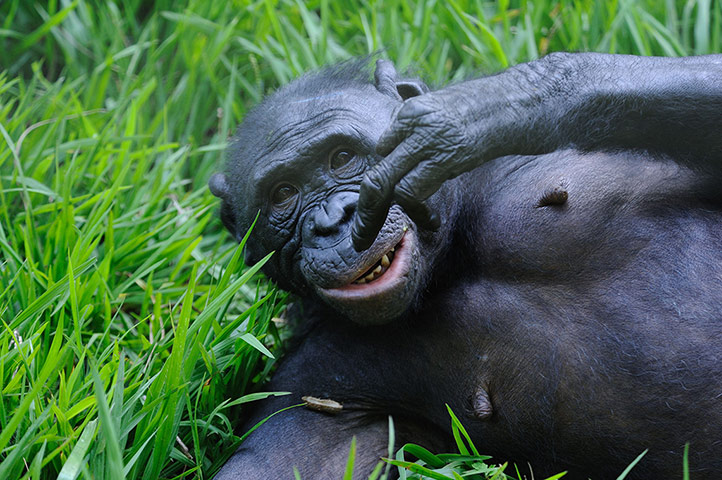 Primates of the World: Bonobo