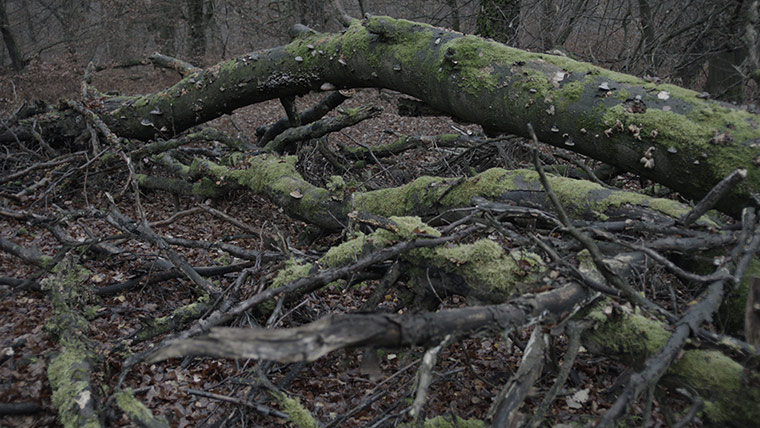 Exhibitionist1805: Willie Doherty