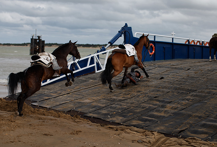 Pilgrims: A Pilgrim of the Chipiona hermandad is trampled on by his horse while board