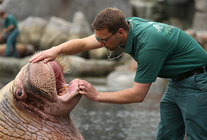 Week in wildlife: Keeper Tobias Taraba looks into the mouth of walrus Odin