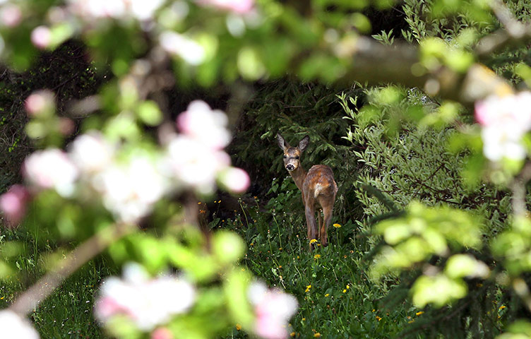 Week in wildlife: Deer in garden