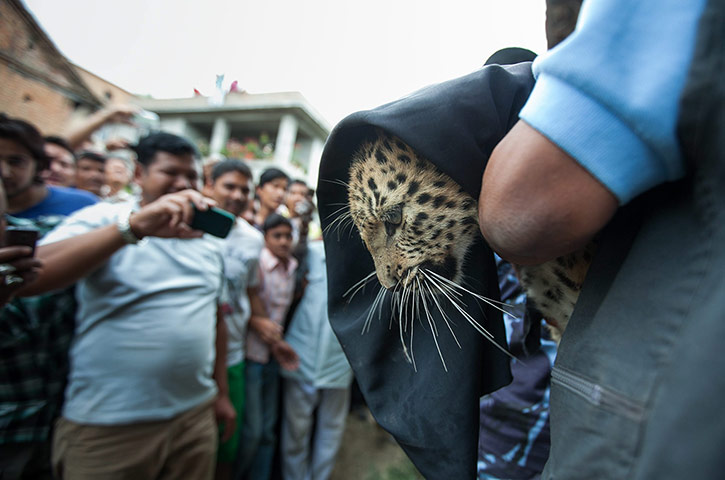 Week in wildlife: Three stray leopards in a local area of Kathmandu