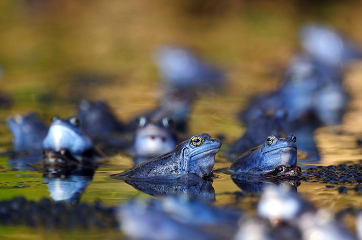 Week in wildlife: Male moor frogs turn blue in spawning season, Ljubljana, Slovenia