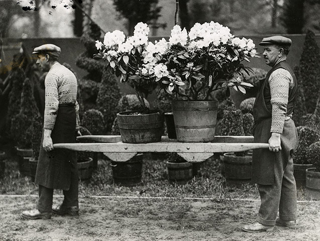 Chelsea Flower centenary : Gardeners carrying pots at the RHS Chelsea Flower Show in 1931.