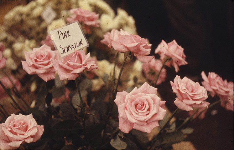 Chelsea Flower centenary : Roses at the Chelsea Flower Show in 1965