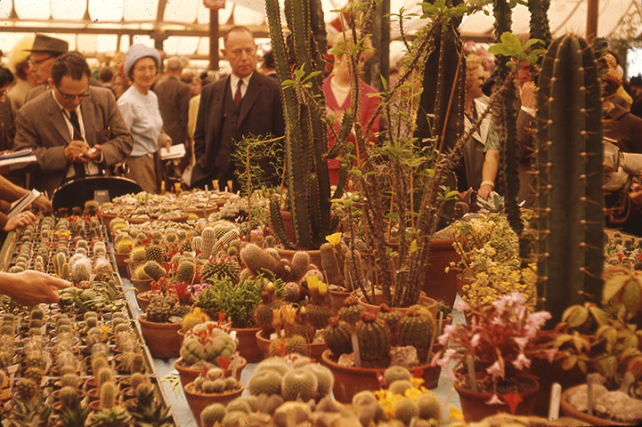 Chelsea Flower centenary : Visitors looking at a display of cacti at the Chelsea Flower Show, 1964.