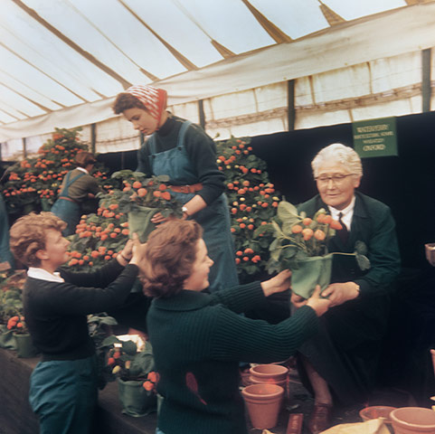 Chelsea Flower centenary : Beatrix Havergal and Waterperry students