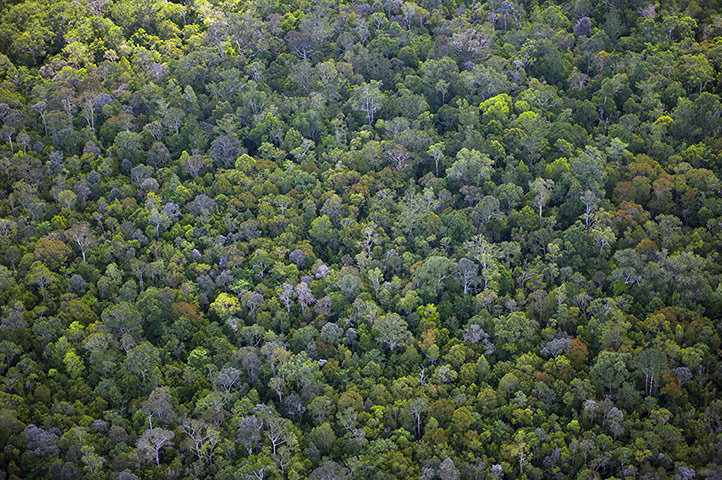 Week in wildlife: Tropical forest in the Central Kalimantan province, Borneo, Indonesia