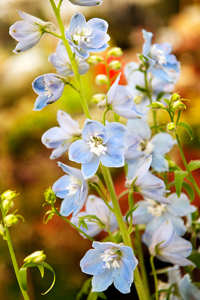 Chelsea flower show: Preparations at Chelsea Flower Show 2013