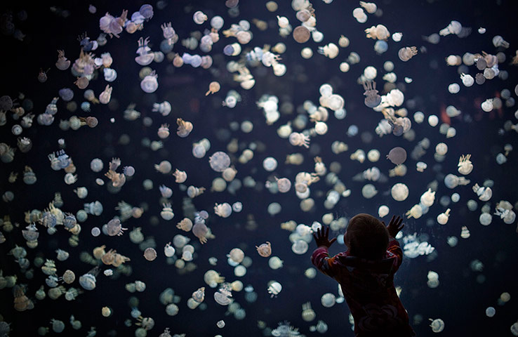 20 Photos: A child watches jellyfish swim in a large tank at the Vancouver Aquarium