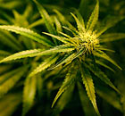 Cannabis plant