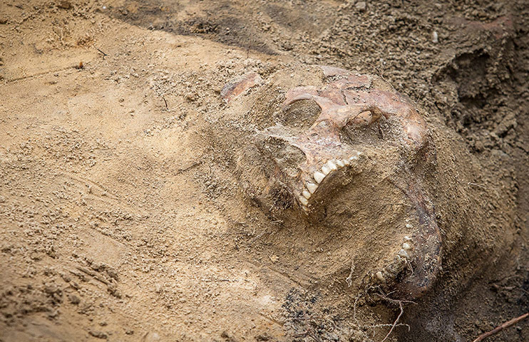 20 Photos: Human remains during the exhumation of a Stalinist-era mass grave in Warsaw