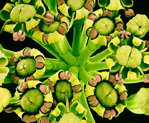 flower micrographs: fennel (Foeniculum vulgare) flowers