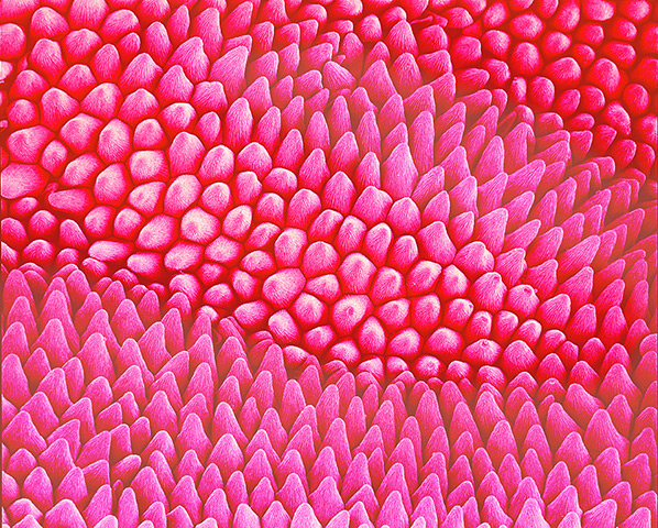 flower micrographs:  Pansy (Viola tricolor)