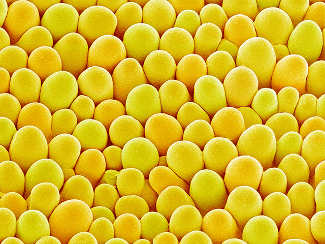 flower micrographs: rape (Brassica napus) flower