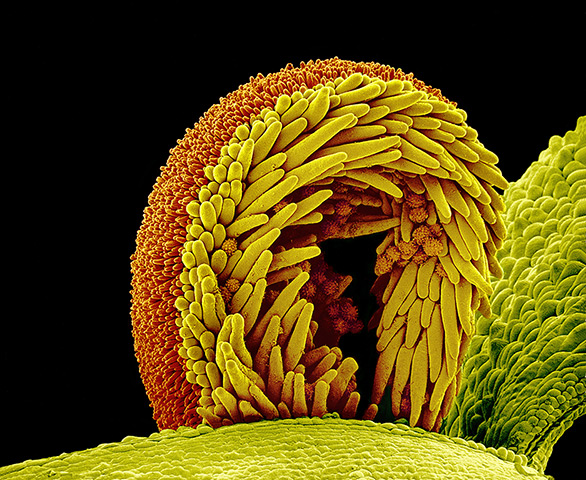 flower micrographs: Pollen on the stigma of a sunflower plant (Helianthus sp.)