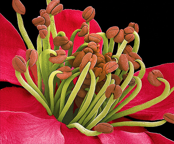 flower micrographs: The stamens of an apricot (Prunus armeniaca) flower