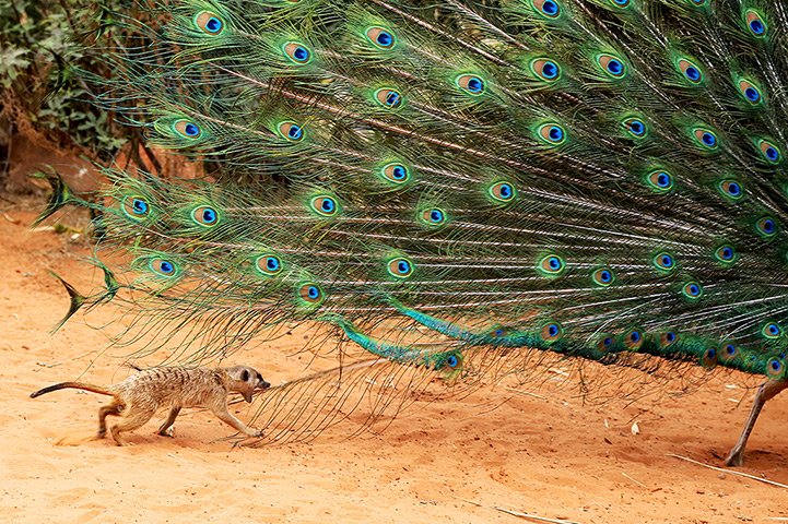 24 hours: Okambara, Namibia: Jan, a rescued orphan meerkat, plays with a peacock