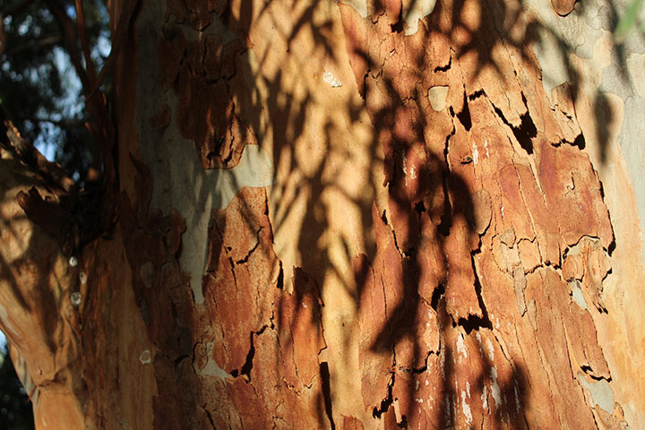 GuardianWitness light: GuardianWitness light