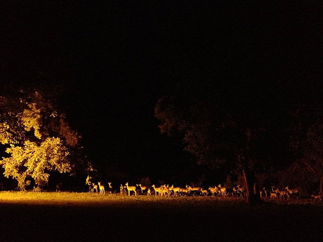 GuardianWitness light: GuardianWitness light