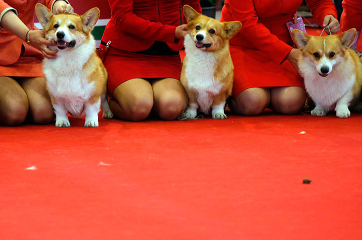 World dog show: World dog show in Budapest 