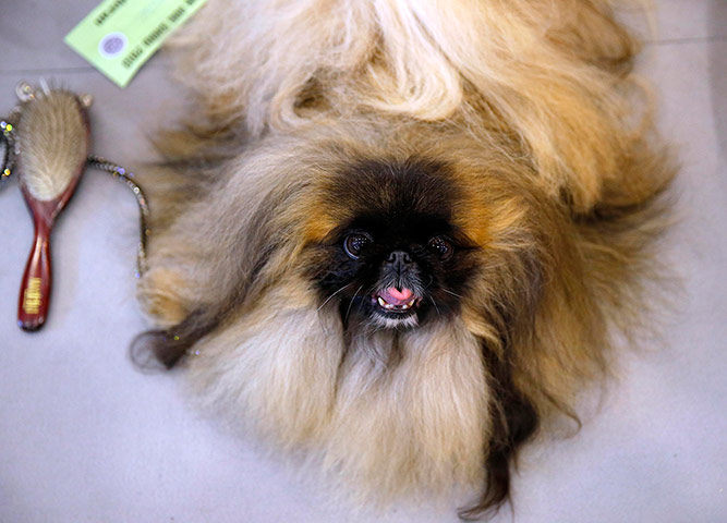 World dog show: World dog show in Budapest 