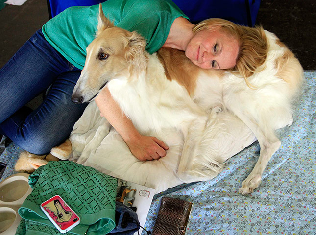 World dog show: World dog show in Budapest 