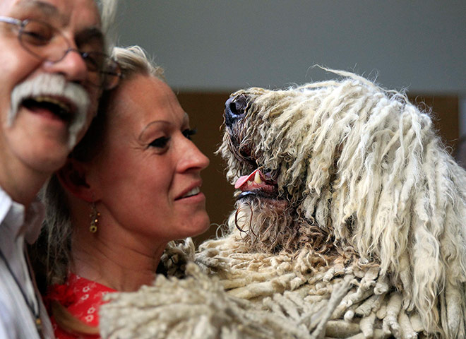 World dog show: World dog show in Budapest 