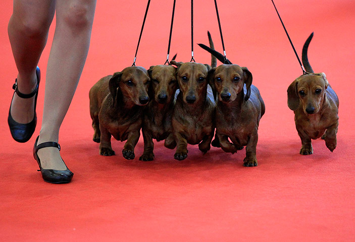 World dog show: World dog show in Budapest 