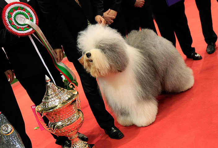 World dog show: World dog show in Budapest 