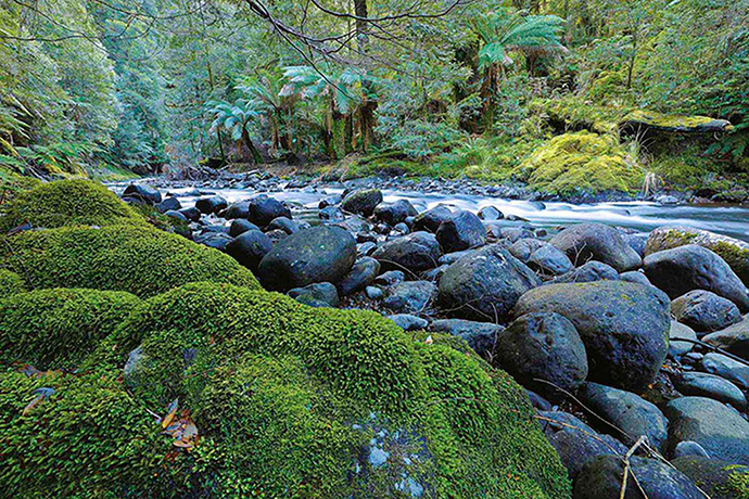 Tarkine region: Southern Tarkine