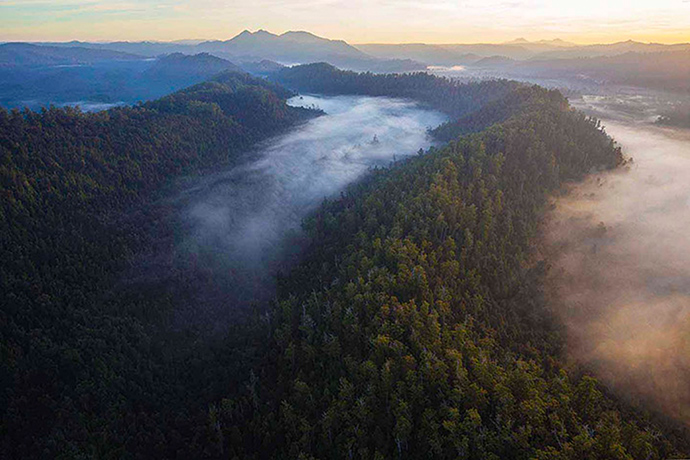 Tarkine region: Huskisson wilderness, Tarkine 