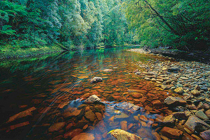 Tarkine region: Tarkine rainforest wilderness