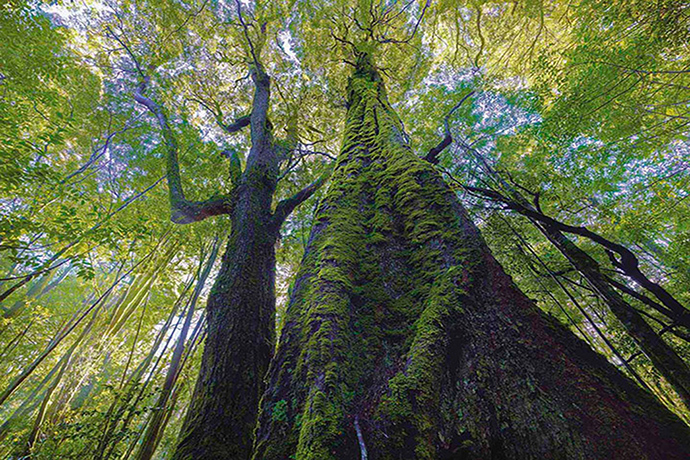 Tarkine region: Rainforest giants