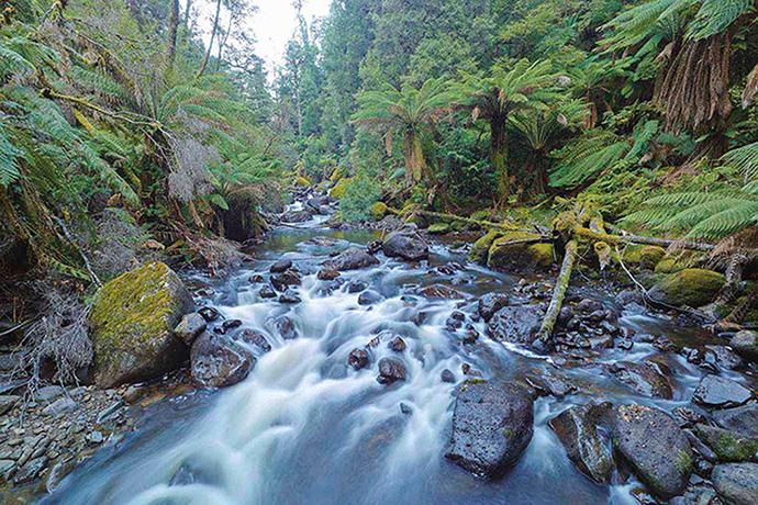 Tarkine region: Tarkine rainforest wilderness