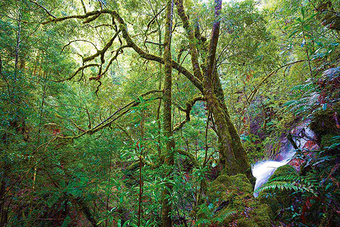 Tarkine region: Venture Falls