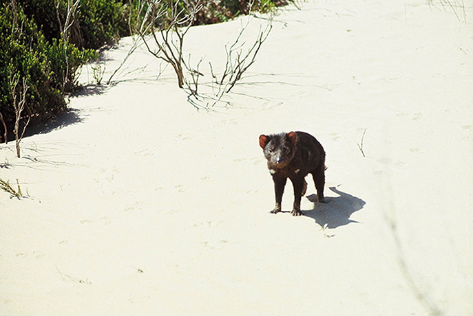 Tarkine region: Tasmanian Devil