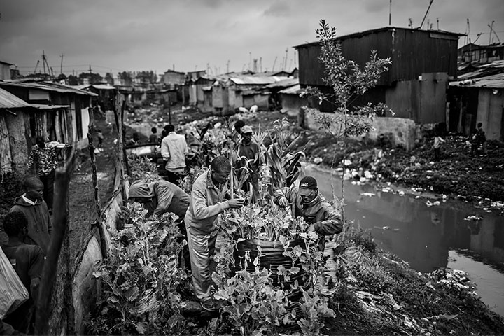 The Syngenta Photography : Award 2013