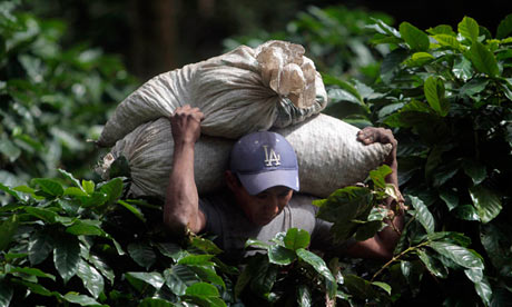 A coffee picker carries sacks of coffee cherries at a plantation in El Crucero