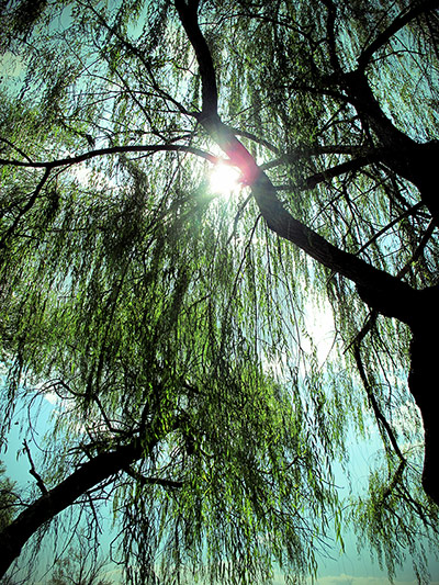 Your Pictures - shimmer: silhouette of trees with sun in background