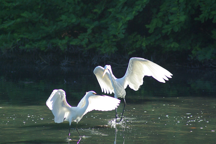Your Pictures - shimmer: two egrets on water