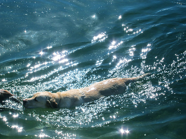 Your Pictures - shimmer: dog swimming in sea