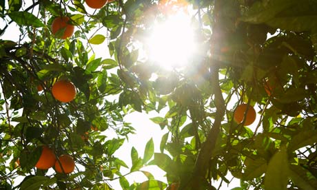 Sunshine Through Orange Tree Branches