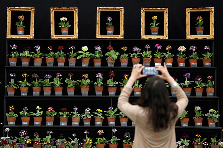 Chelsea: A visitor photographs a floral display at the Chelsea Flower Show in London