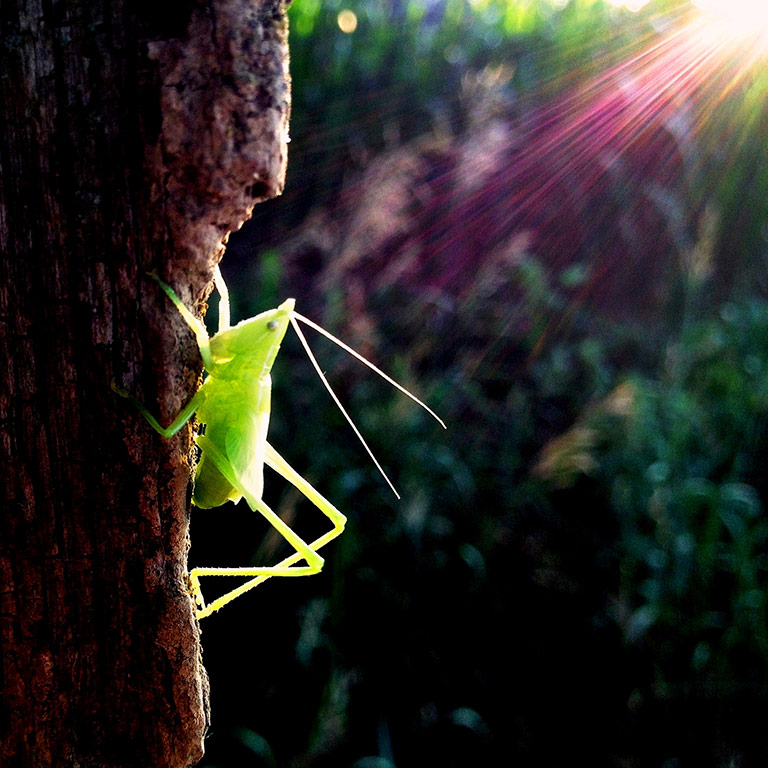 A Year in the Life of That Tree by Mark Hirsch