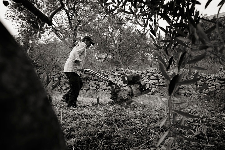 Syria refugees: refugee olive lebanon