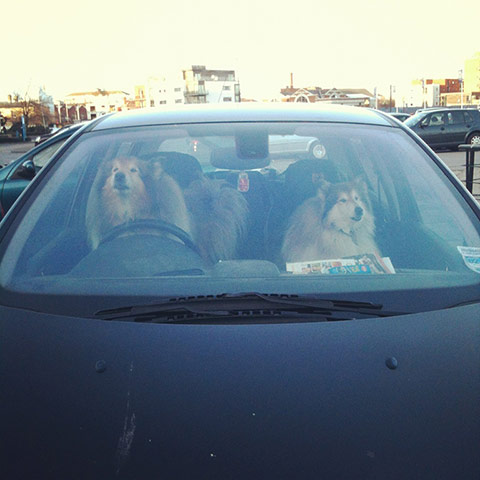 Pets meet technology: dogs in car
